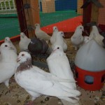 DSCN3976