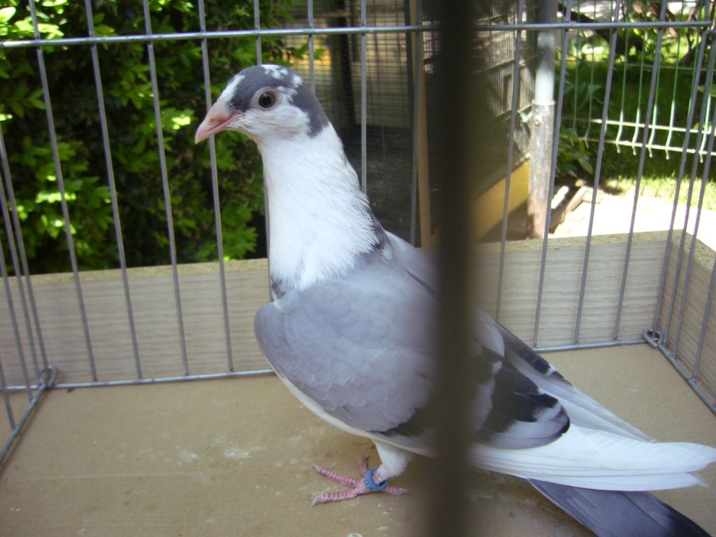 P1130045
