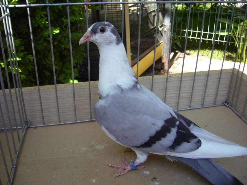 P1130047