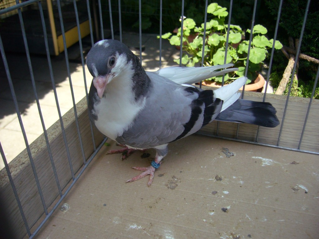 P1130068