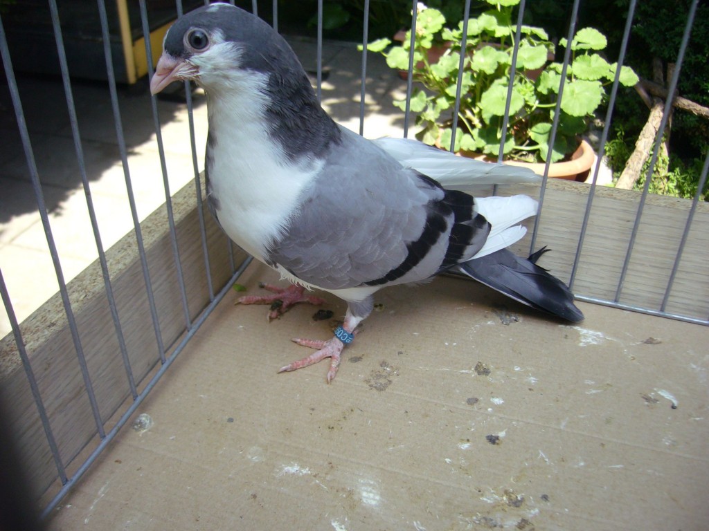 P1130069