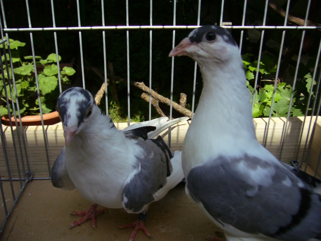 P1130074