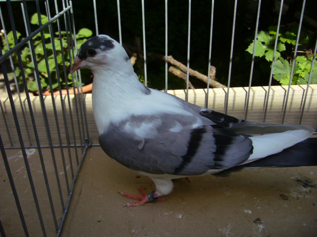 P1130075