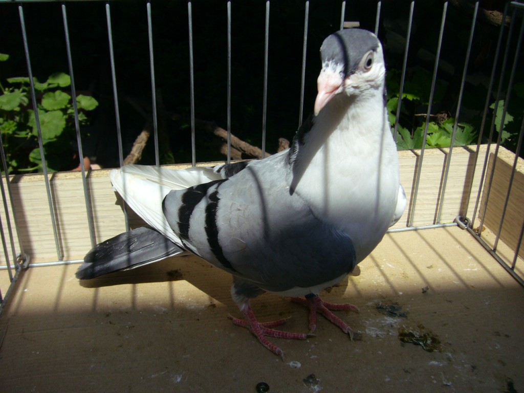 P1130080