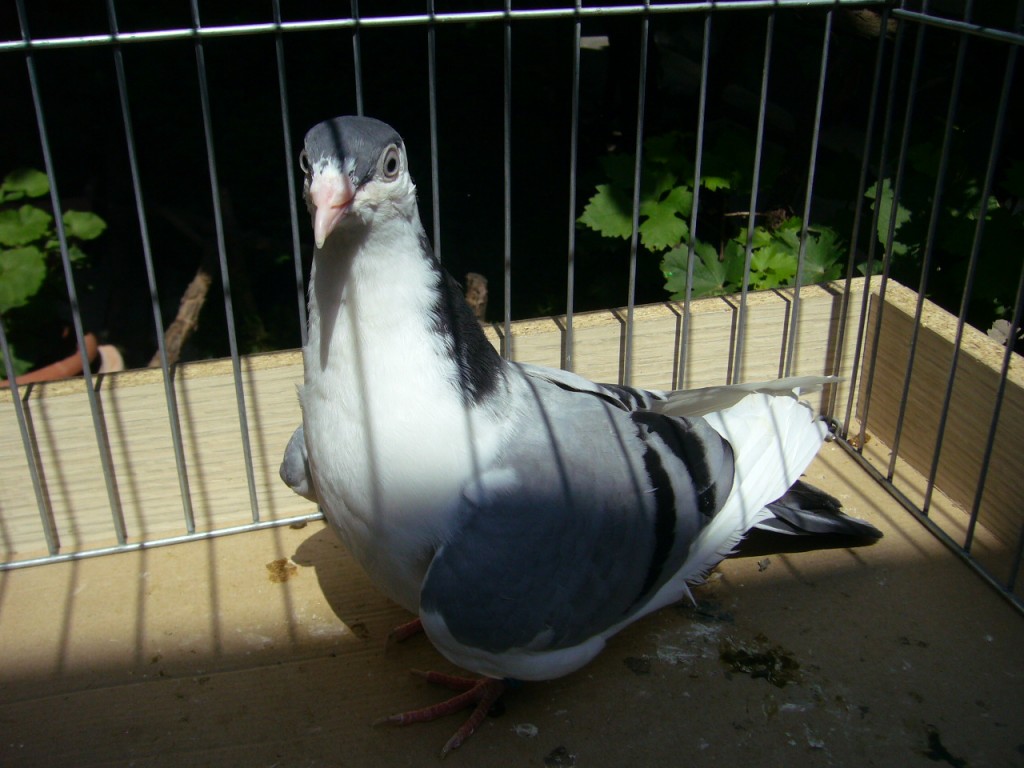 P1130082