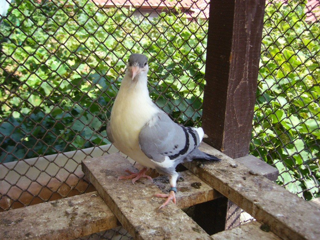 P1130092