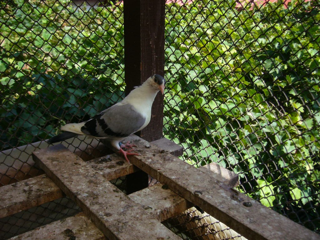 P1130094