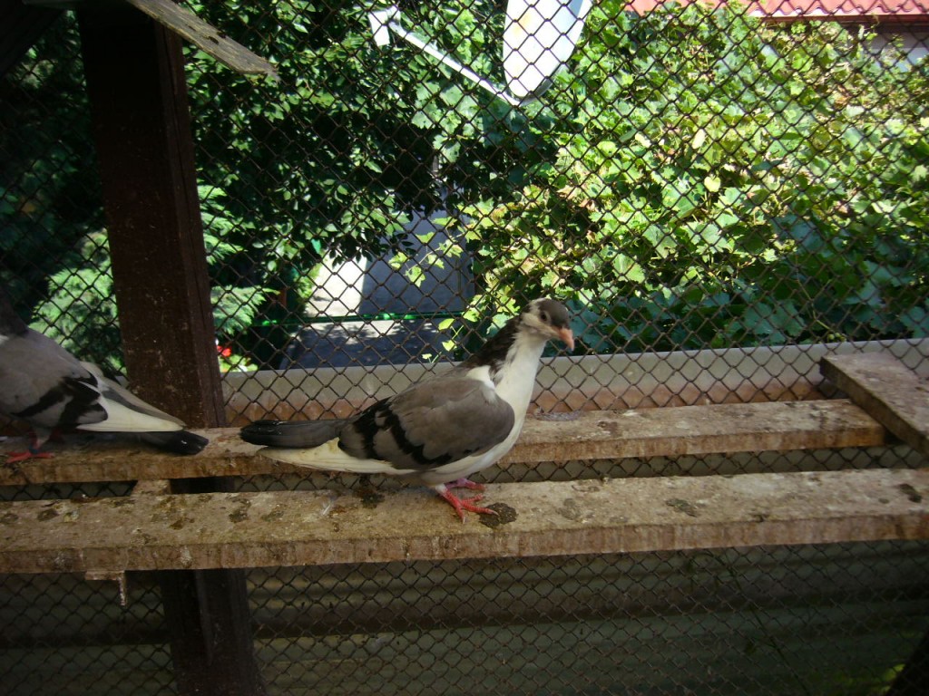 P1130100