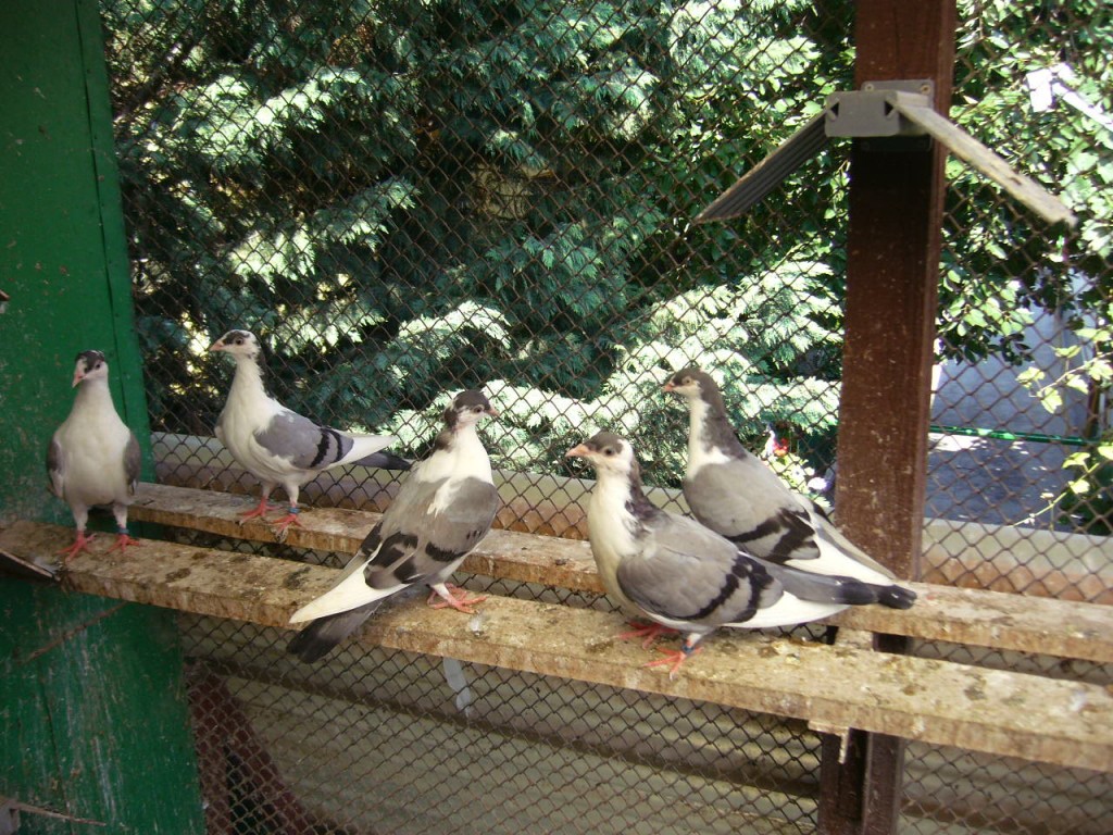 P1130102