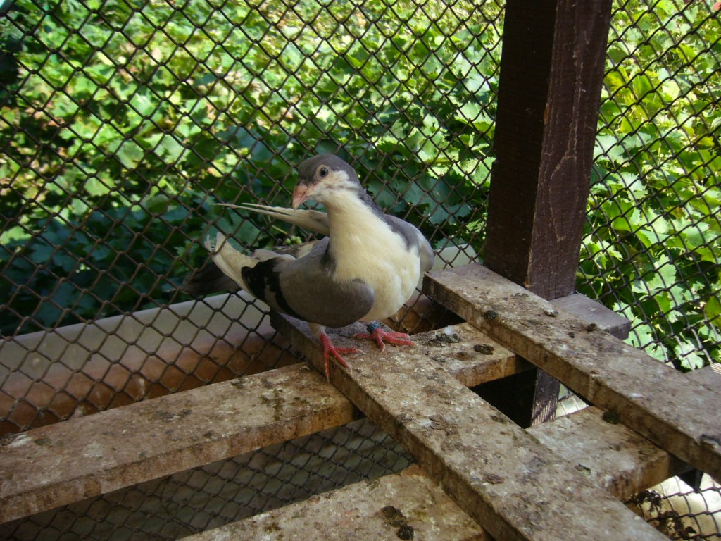 P1130103