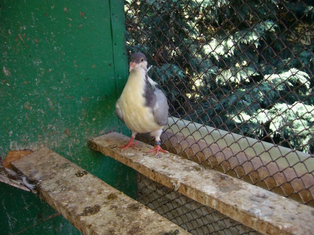 P1130104