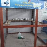 49464973_1161264944012725_3983869444517527552_n