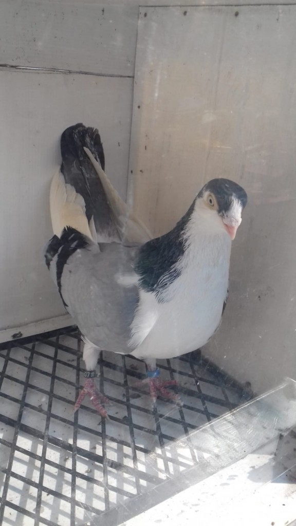 IMG-20190122-WA0004
