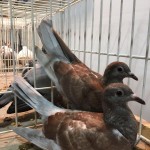 WhatsApp Image 2020-04-01 at 20.36.34 (2)