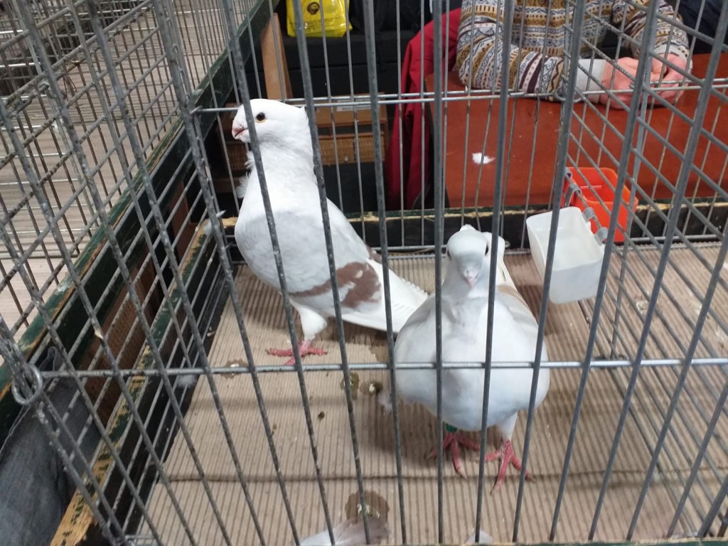 WhatsApp Image 2020-04-01 at 20.42.24