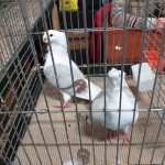 WhatsApp Image 2020-04-01 at 20.42.24