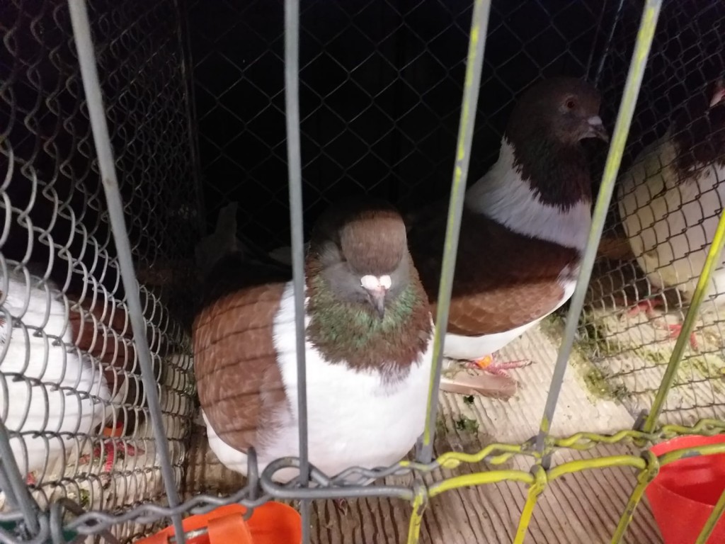 WhatsApp Image 2020-04-01 at 20.42.27 (1)