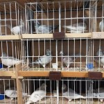 WhatsApp Image 2020-04-01 at 20.42.27