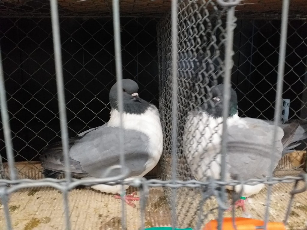 WhatsApp Image 2020-04-01 at 20.42.28