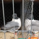 WhatsApp Image 2020-04-01 at 20.42.28