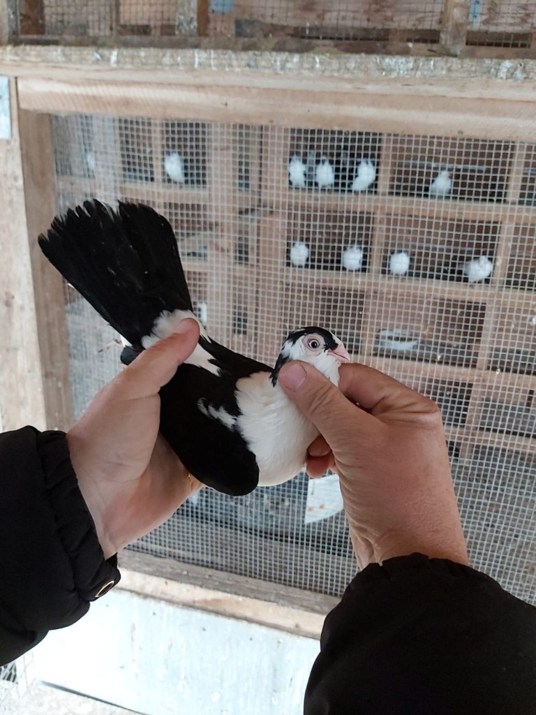 WhatsApp Image 2020-04-02 at 12.12.23 (1)