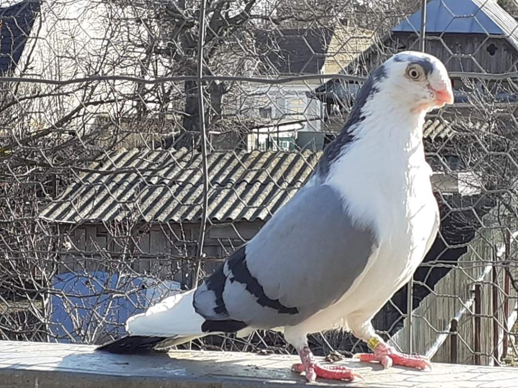 WhatsApp Image 2020-04-02 at 12.12.24 (1)