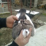 WhatsApp Image 2020-04-02 at 12.12.24 (2)