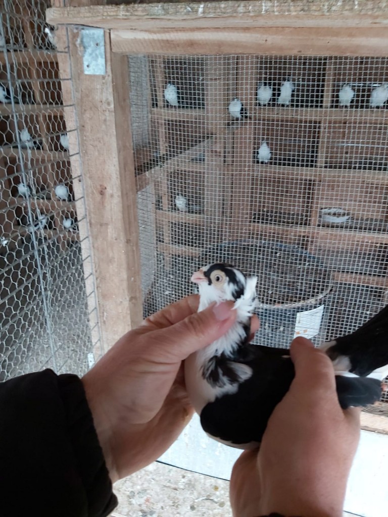 WhatsApp Image 2020-04-02 at 12.12.24