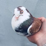 WhatsApp Image 2020-04-02 at 12.12.25 (1)