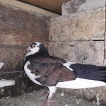 WhatsApp Image 2020-04-02 at 12.12.25 (3)