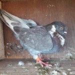 WhatsApp Image 2020-04-02 at 12.12.26 (1)