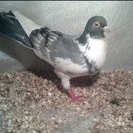 WhatsApp Image 2020-04-02 at 12.12.26