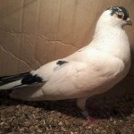 WhatsApp Image 2020-04-02 at 12.12.26 (2)