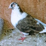 WhatsApp Image 2020-04-02 at 12.12.27 (1)