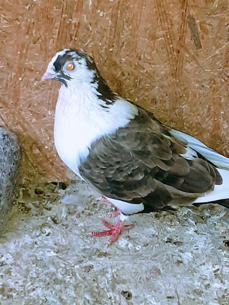 WhatsApp Image 2020-04-02 at 12.12.27 (1)