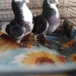 WhatsApp Image 2020-04-02 at 12.12.27