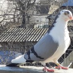 WhatsApp Image 2020-04-11 at 09.34.24