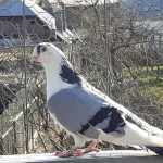 WhatsApp Image 2020-04-11 at 09.34.57