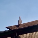 WhatsApp Image 2020-09-06 at 20.31.31 (1)