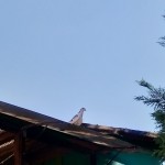 WhatsApp Image 2020-09-06 at 20.31.32