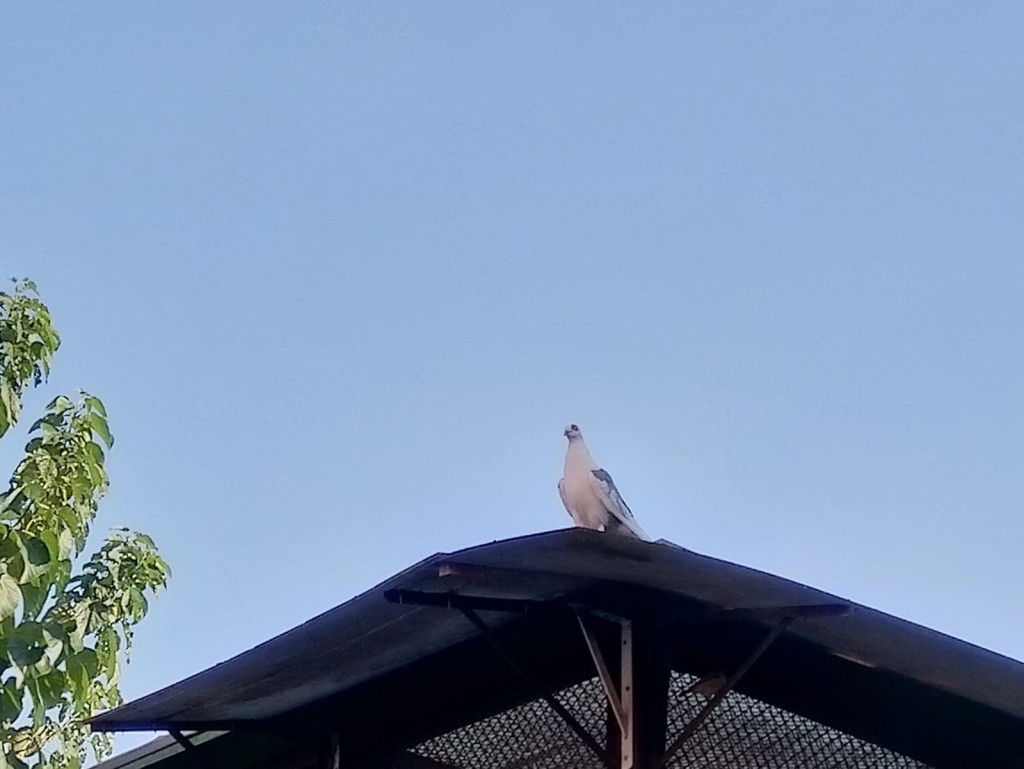 WhatsApp Image 2020-09-06 at 20.32.15 (1)