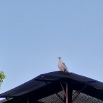 WhatsApp Image 2020-09-06 at 20.32.15 (1)